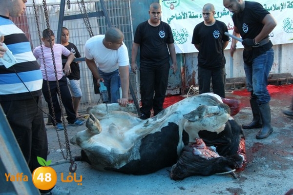 ada7y 116 n1 (34).JPG